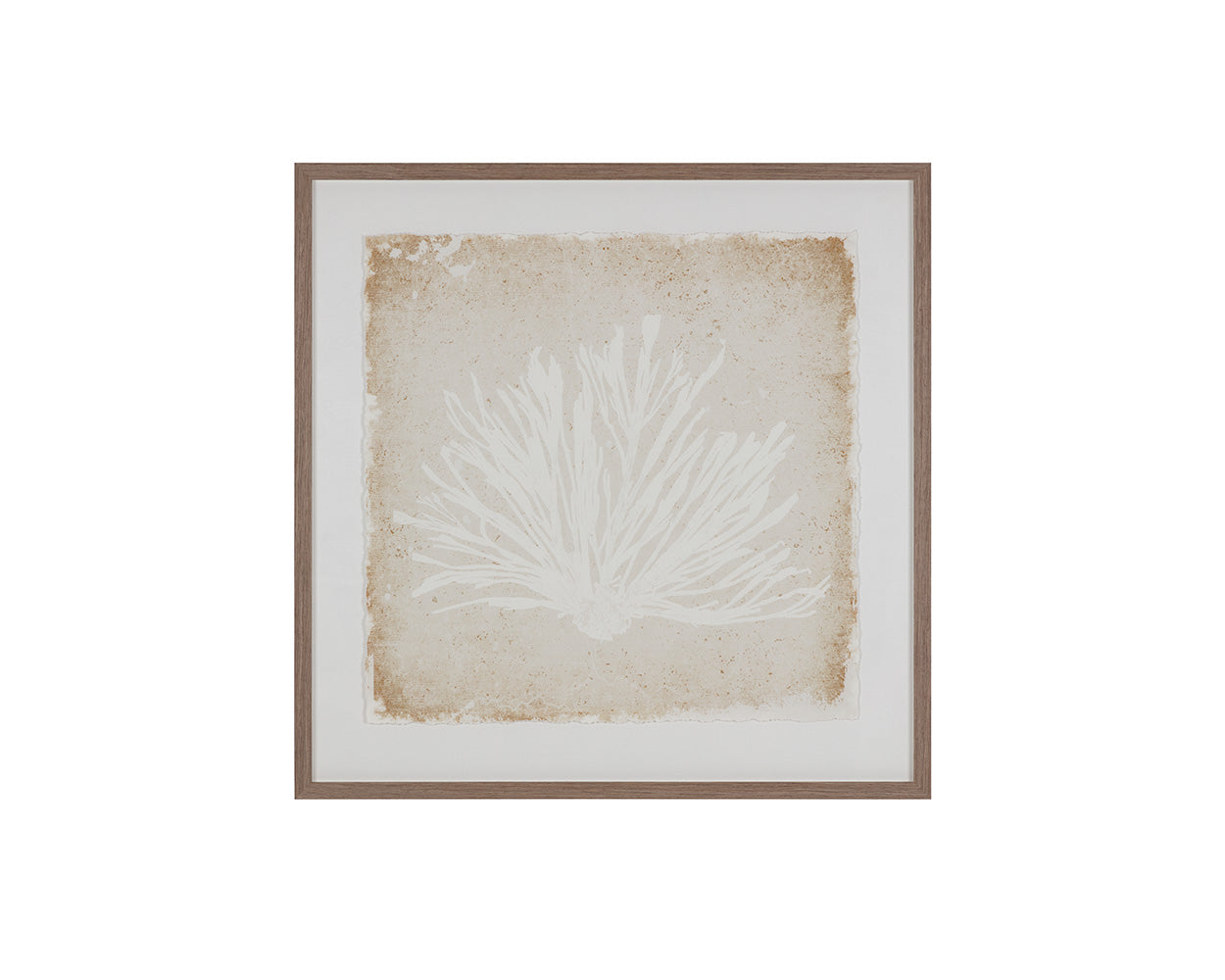 Aquatic Flora I - 40" X 40" - Medium Brown Frame