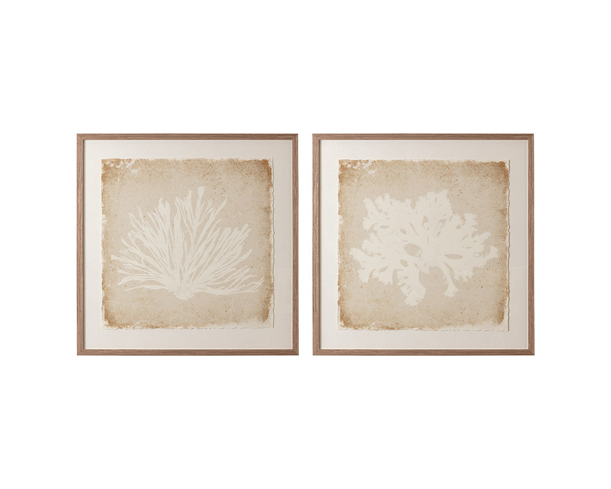 Aquatic Flora I - 40" X 40" - Medium Brown Frame