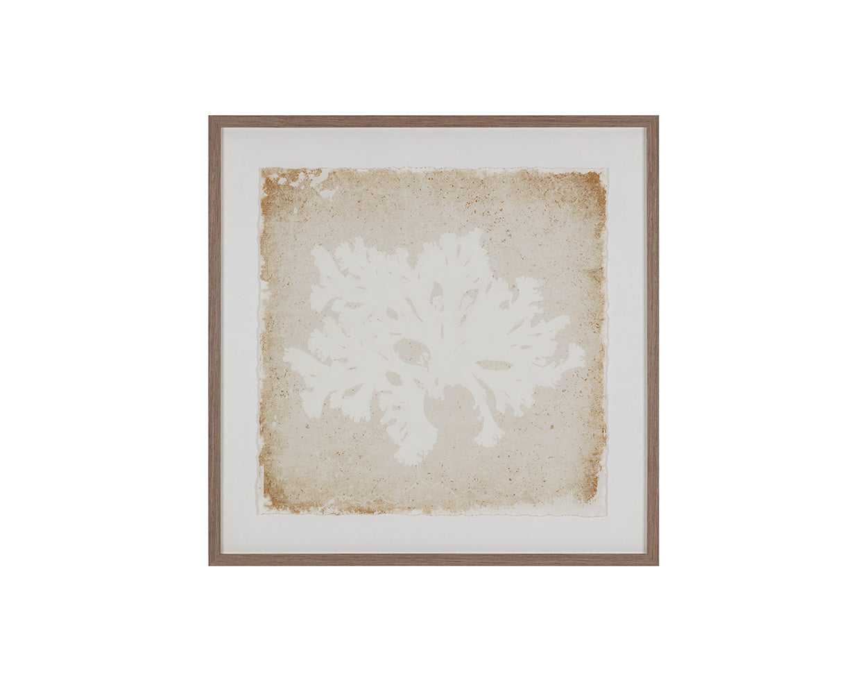 Aquatic Flora II - 40" X 40" - Medium Brown Frame